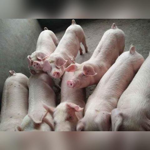 今日猪源行情波动,养殖户需关注市场动态,做好预判与养殖策略调整