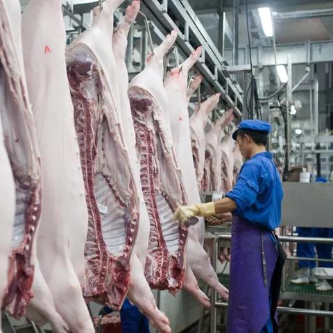 今日猪源行情波动,养殖户需关注市场动态,做好预判与养殖策略调整