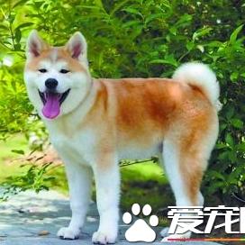 世界狗狗比赛排名,世界犬类比赛完整视频