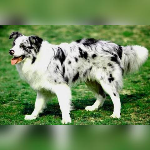 世界狗狗比赛排名,世界犬类比赛完整视频