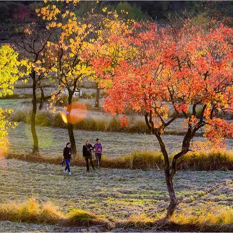 世界种子盆地排名,世界各地的种子