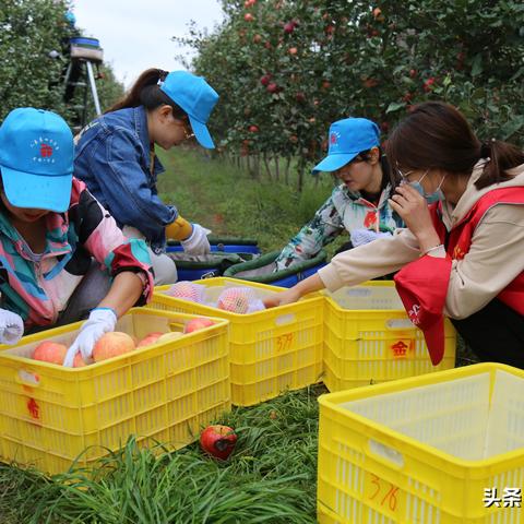 直播新风尚,乡村振兴的新动力与城乡交流的桥梁